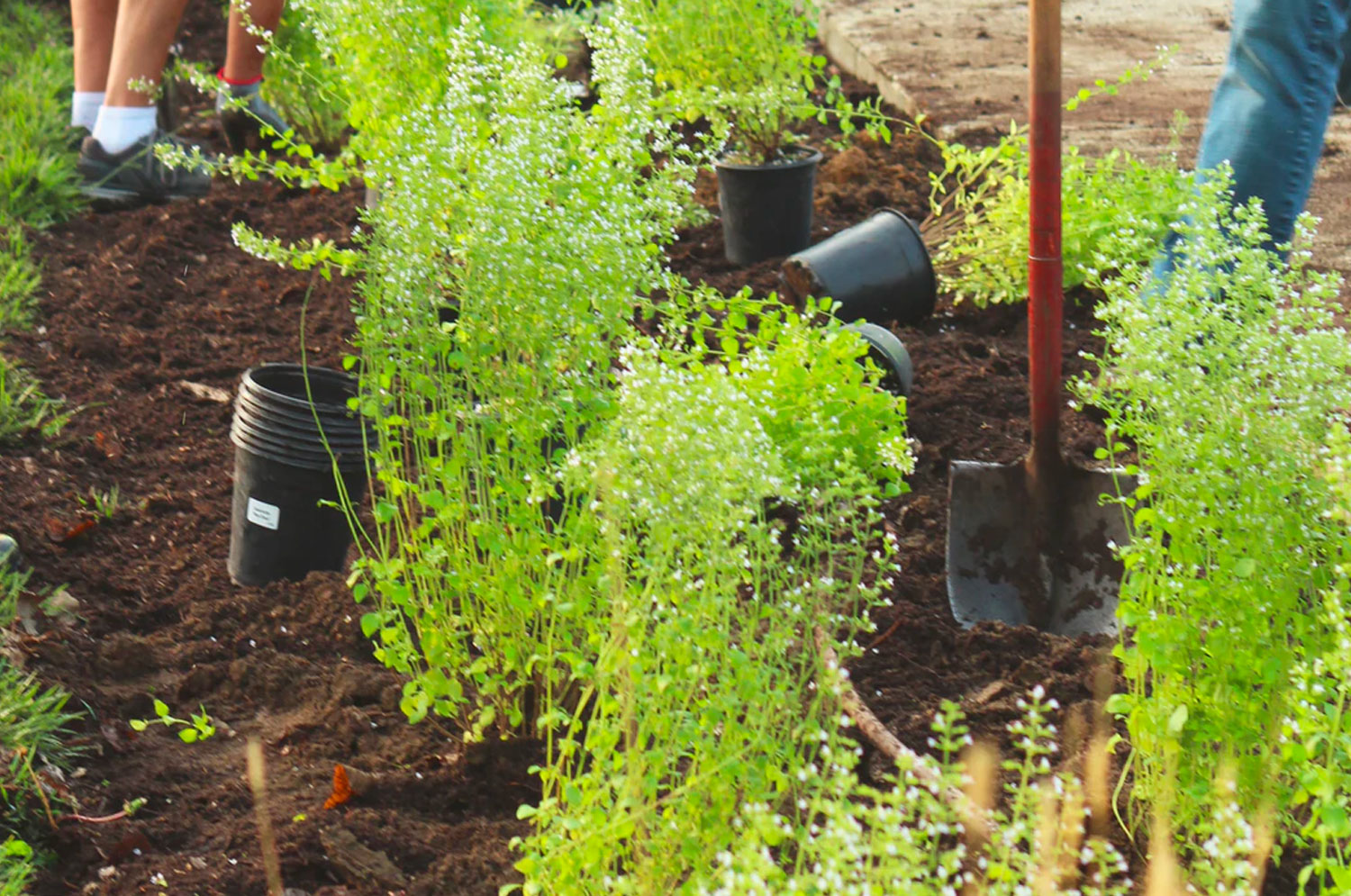 Expert Planting & Landscaping Services | Honeycutt Landscaping, Inc Professional planting services by Honeycutt Landscaping, Inc., expertly installing a variety of plants to enhance the beauty and health of residential and commercial landscapes. Call (704) 389-0159 today to schedule trusted planting and landscaping services with Honeycutt Landscaping, Inc., your reliable local outdoor care specialists.